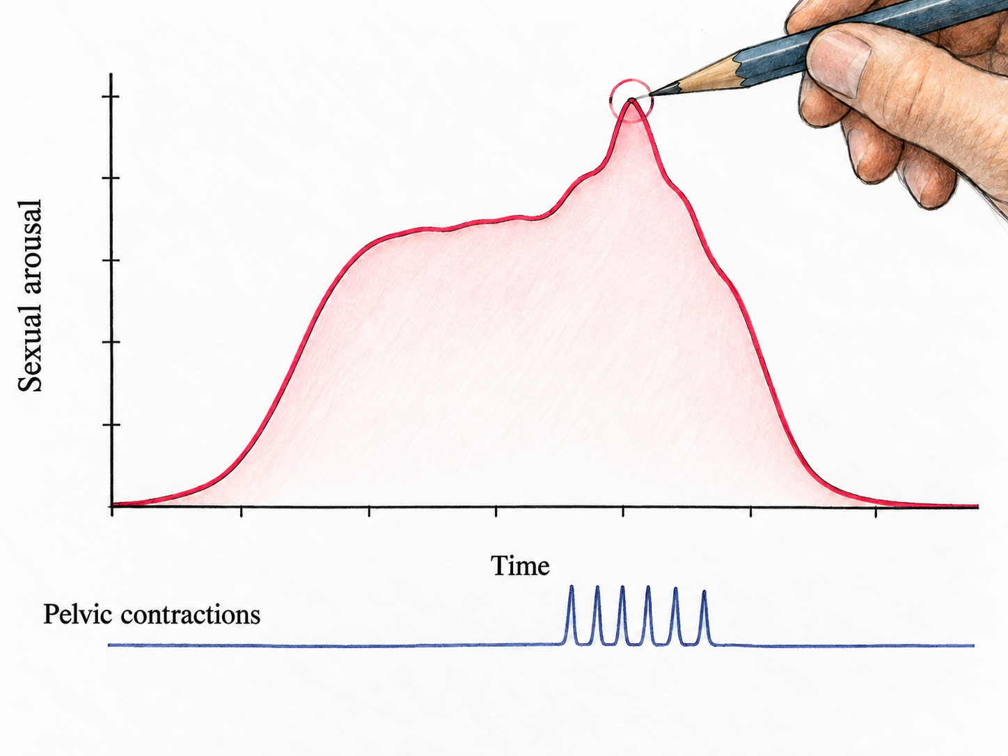 The peak of a qualitative sexual-response curve with aligned contractions.