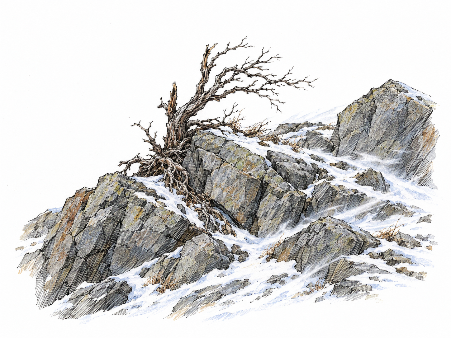 A barren, wind-scoured rocky slope with shallow snow, exposed stone, and one dead, twisted shrub shows conditions difficult for life to survive in.
